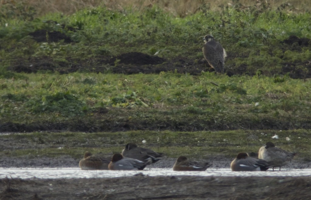 Peregrine the juvenile male that has been seen over recent days (T. Disley)