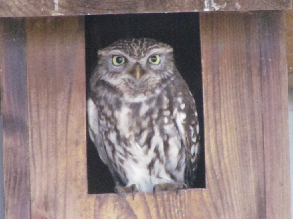 Little Owl