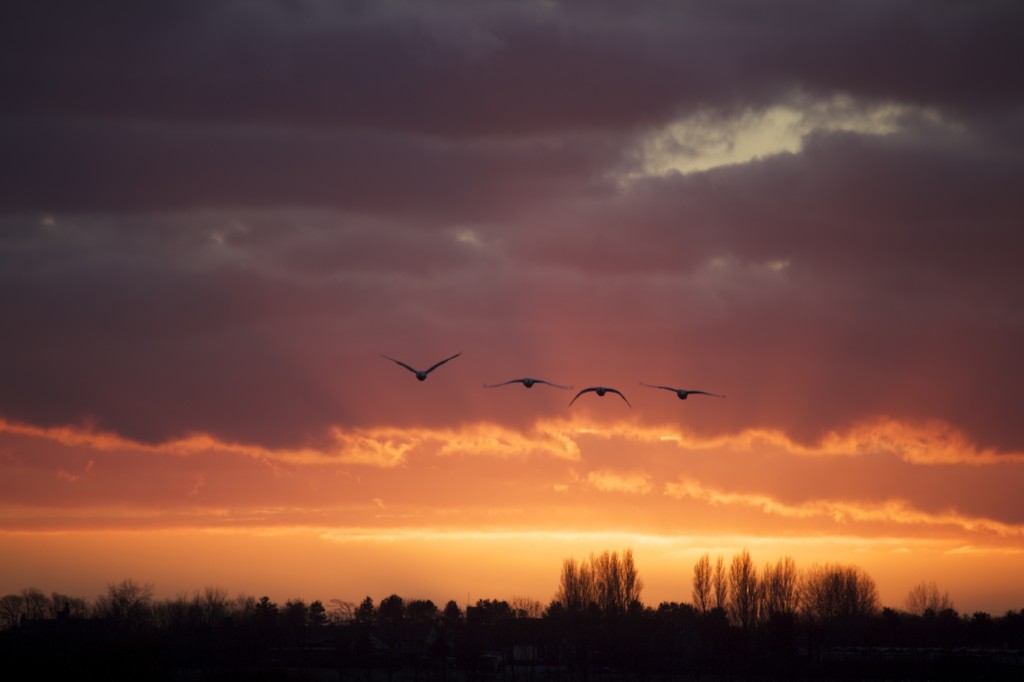 Sunset at the Mere (T. Disley)