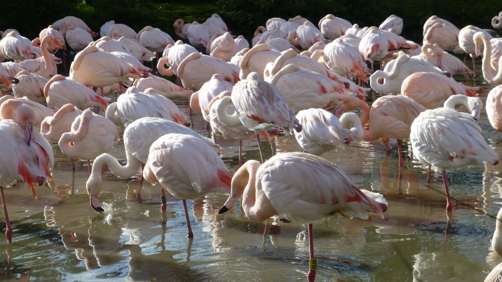 SL greater flamingo flock