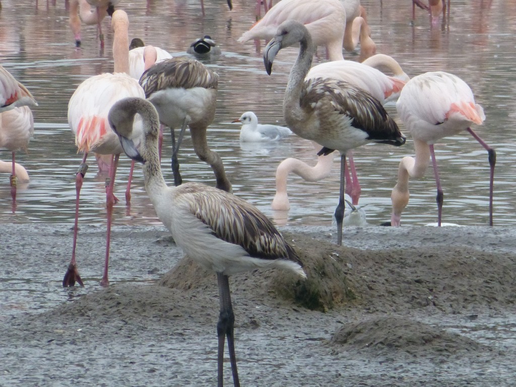 Looking at the activity of the flamingos in Flamingo Lagoon shows us that they have preferences for different areas at different times of the day, and at different times of the year. This is helpful to know, especially for promoting breeding behaviour.
