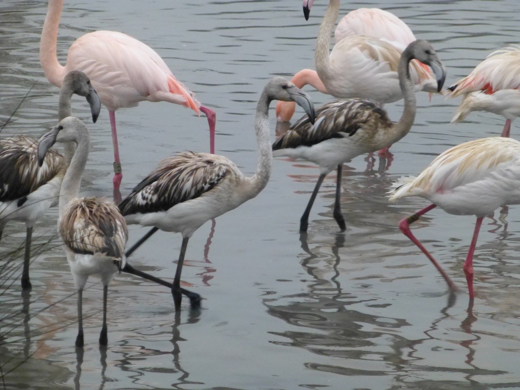 The class of 2014, nearly as tall as the adults, this year's chicks are now coated in a suit of dirty brown feathers instead of their fluffy grey down. It will be a few years before they obtain the beautiful pink, white, red and black colours of their parents. 