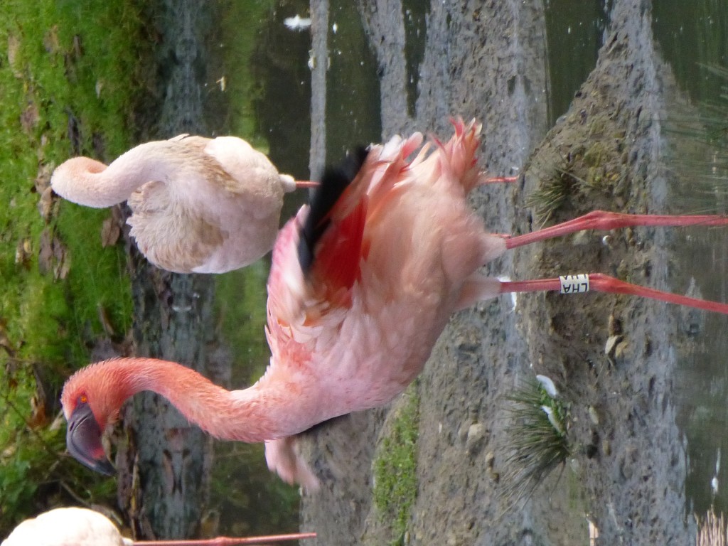 Should we call this bird Taylor Swift... Shaking it off after a bath? :-)  One of the brightest members of the Slimbridge lesser flamingo flock keeps its feathers nice and clean.