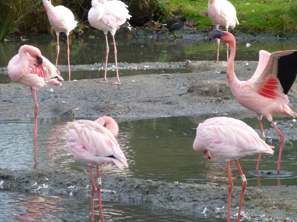 Having a wash and brush up. A couple of very bright pink lesser flamingos, compared against some birds that are starting to change from a lighter to a more vivid plumage colour.