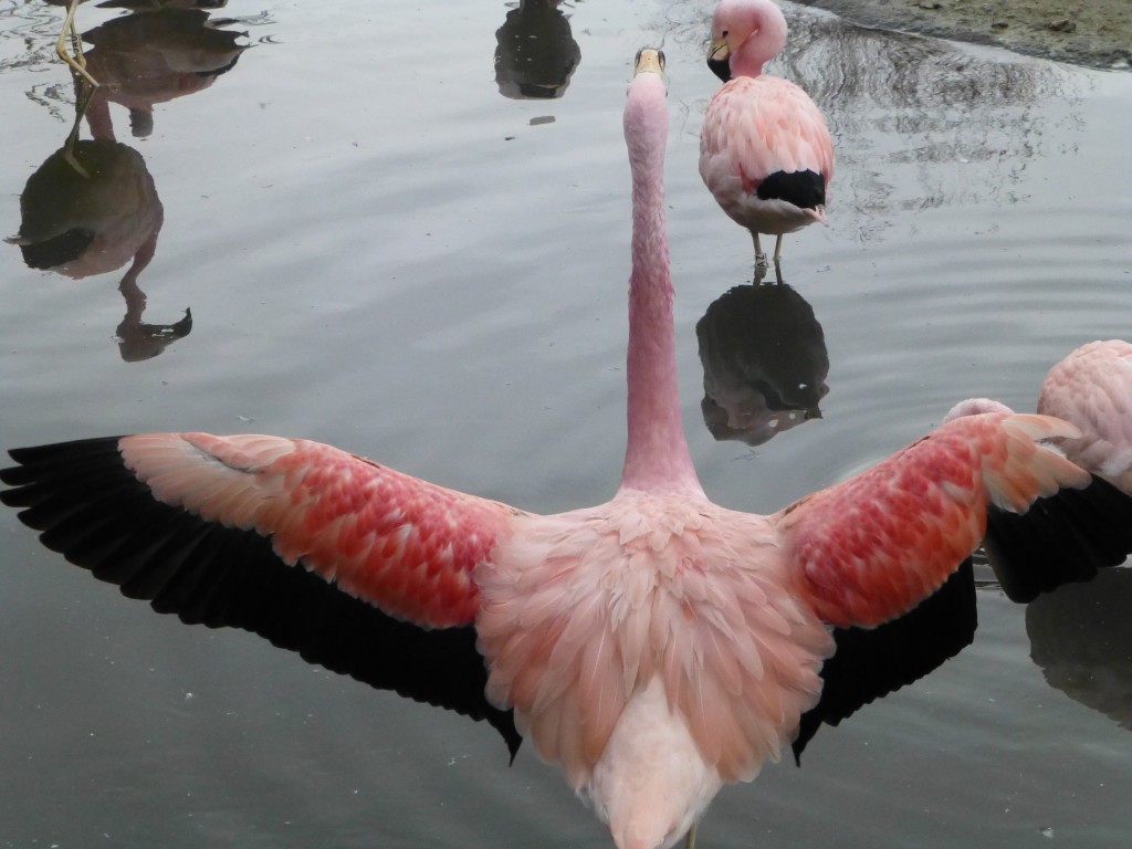 A lovely wing salute from one of the big Andean boys. 