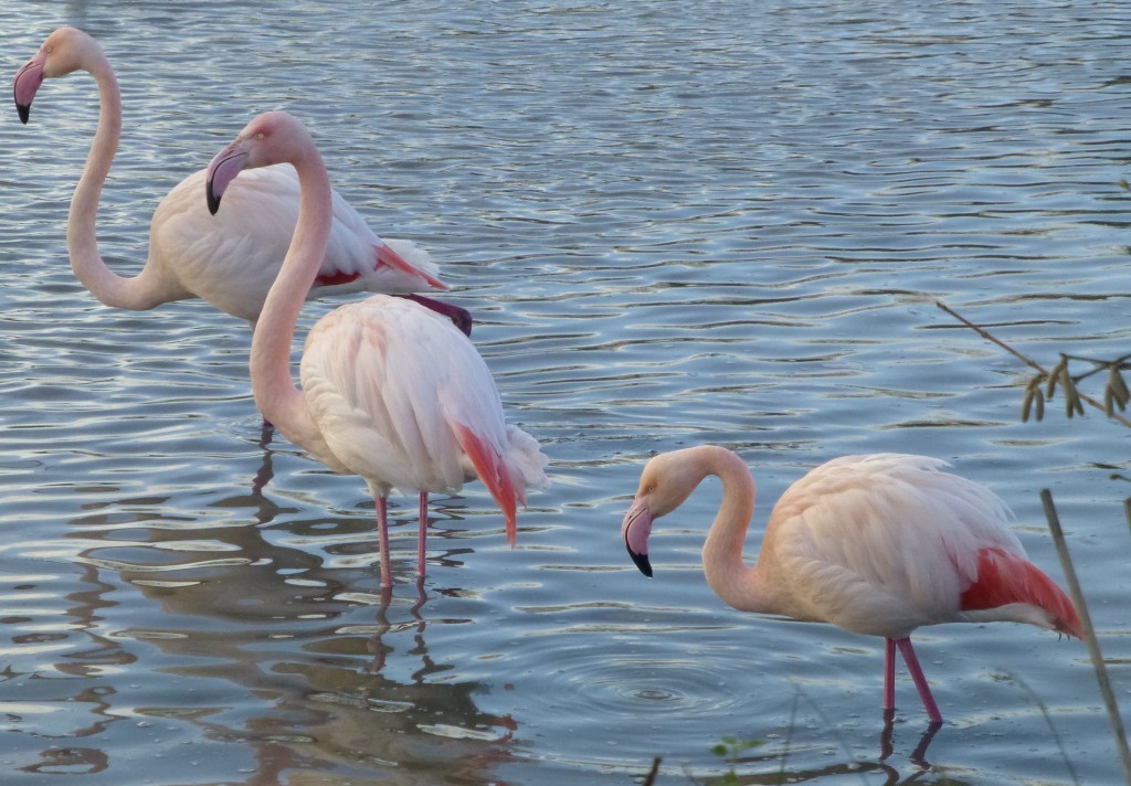 Pinking up! Three greater flamingos at WWT Slimbridge beginning to show signs of their pretty pink breeding colours.