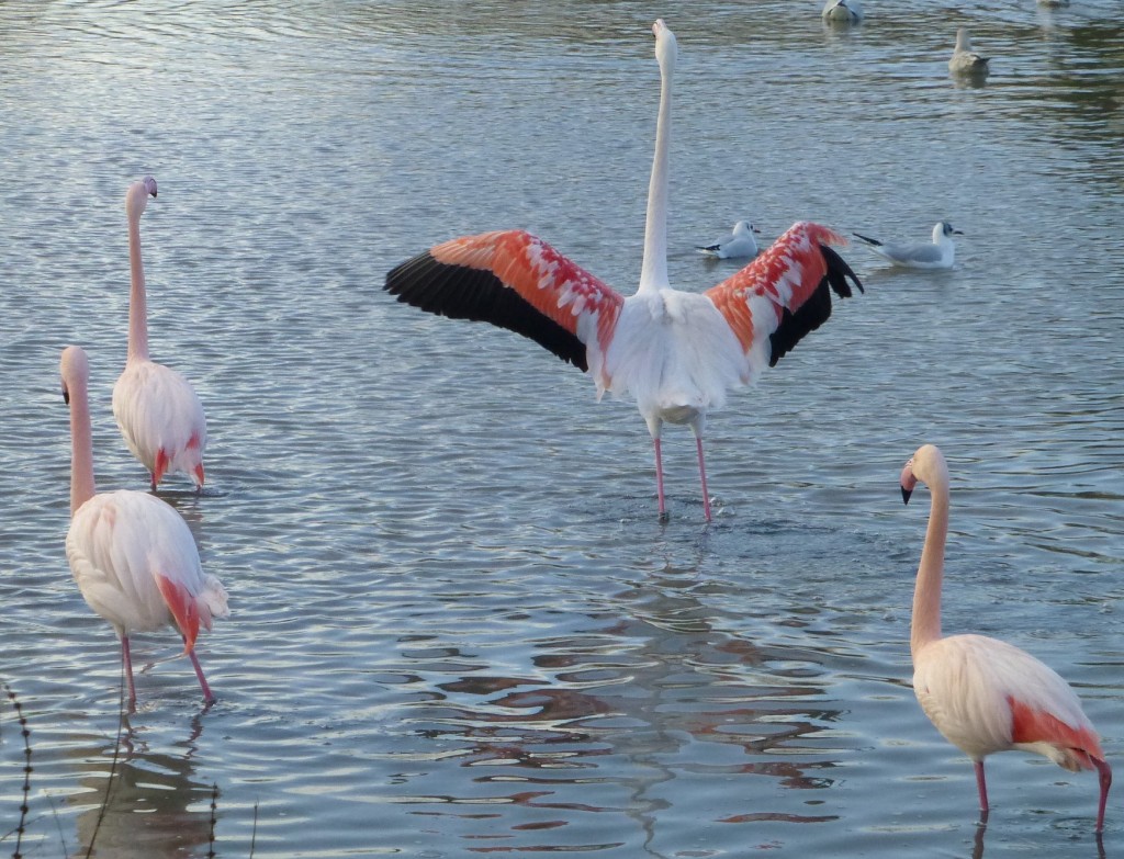 And even some wing salutes. This greater flamingo has moulted out some of its bright pink/red wing feathers but feels amorous enough to still try and flirt with its neighbours!