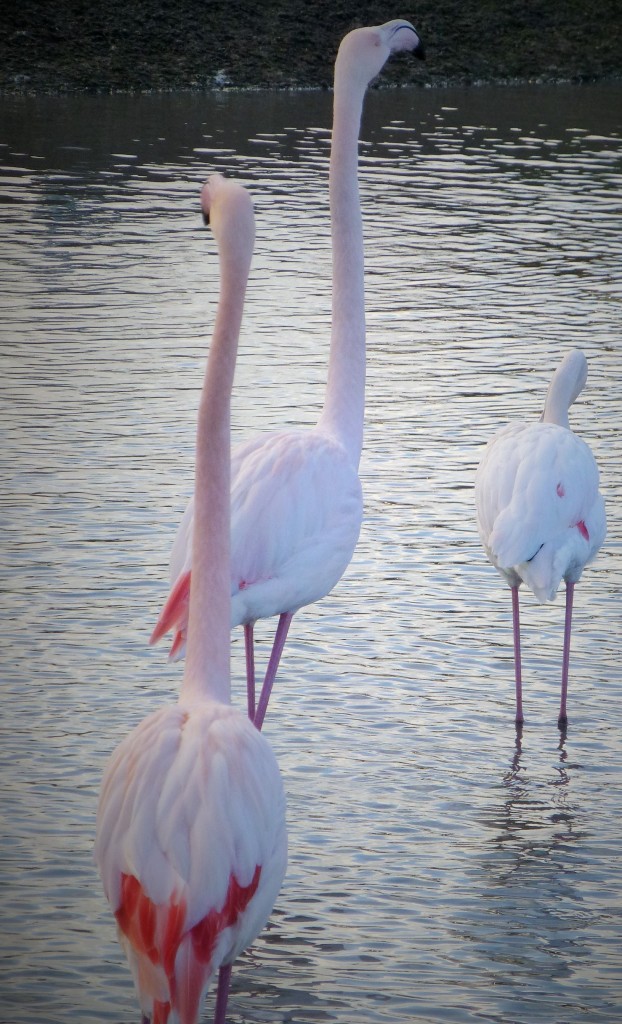 And there's the first stirrings of courtship display too... A very tall pink bird, with a slightly paler one in front think about doing some head-flagging.