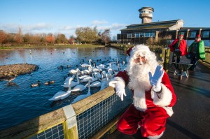 Santa and swans at Slimbridge