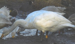 Sigrun