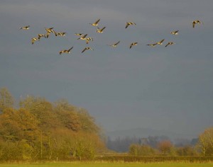 White-fronted Geese over Tack Piece, MJMcGill