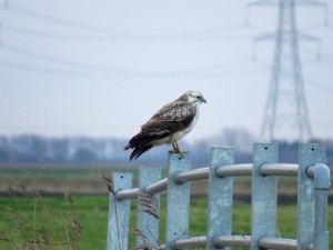 Buzzard by Adam Finch