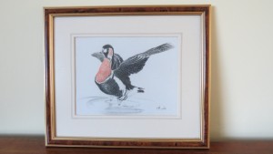 Cook, Red-breasted Goose