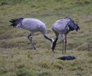 Cranes, Holden Tower, MJM