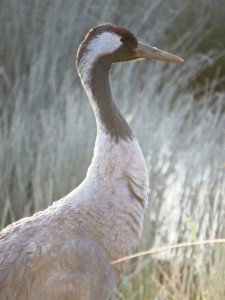 Eurasian crane in frosty sunlight