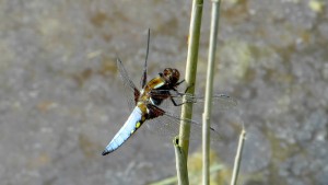 Dragonfly filmed at WWT Welney