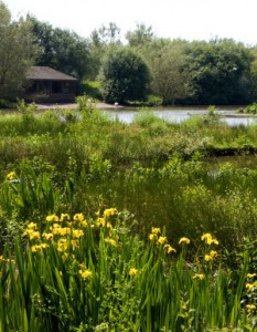 Hide with yellow flag iris growing in the margins (c) Nick Cottrell