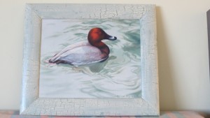 Ingram, A. pochard