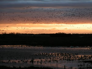 WWT Martin Mere Wetland Centre's SSSI designation could protect it from fracking