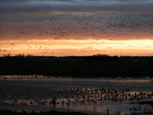 WWT Martin Mere Wetland Centre's SSSI designation could protect it from fracking