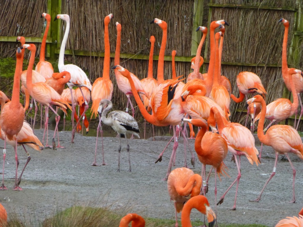 Spot the bird in the middle... caught mid-salute! These bright tall, males kick off the charge to breed every year. They are important for flock stability and future reproductive success.