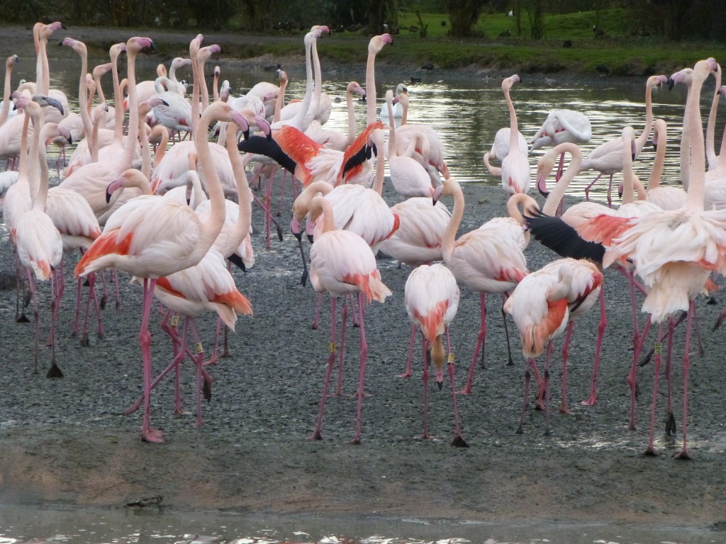 When they are in synch, flamingos like to display facing in the same direction. This maximises the overall impact of the display and makes each individual bird more attractive. With such a large flock at WWT Slimbridge you can see this behaviour close up.