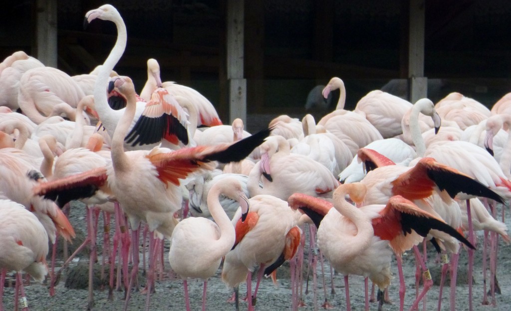 Although much paler, it is still possible to see different shades of pink in the greater flamingo flock. Spot the birds that have coloured up quickest, and will be leading the courtship dances.  