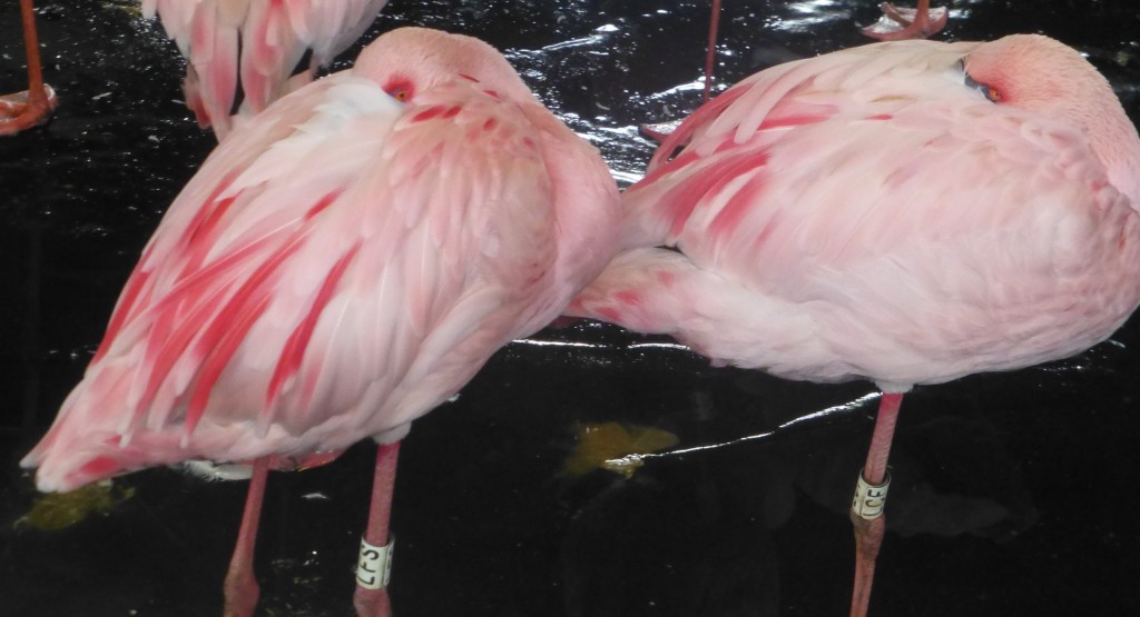 Pretty in pink. Moulted through into bright pink body feathers and long crimson plumes, two male lesser flamingos are all dressed up for flirting.   