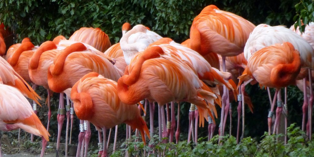 Fifty shades of pink? Spot the ready to breed birds against those that might be skipping this year's nesting season.