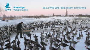 SL_wild_bird