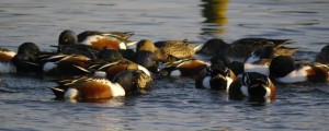 Shovler feeding, South Lake, MJMcGill