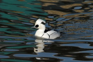 Male Smew swimming with reflection (captive)