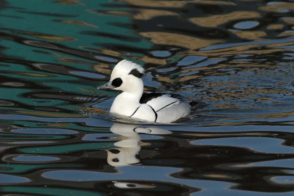 Smew
