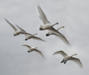 wildbird5