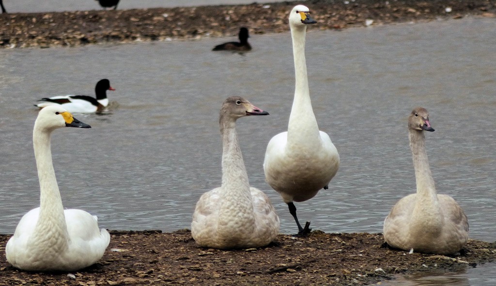 Anais & Ananan with cygnets (C. Butters)