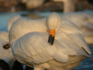 Bewick's swan - an iconic bird right across northern Europe