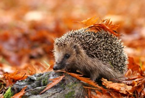 Hedgehog