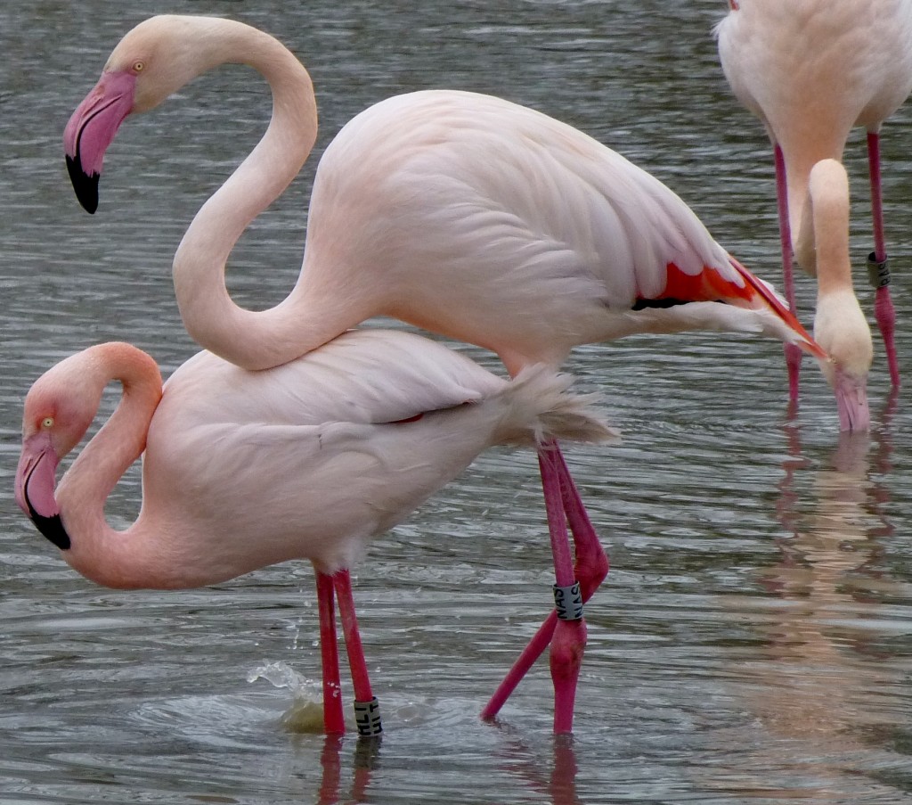 The beaks and legs give it away. A very bright pink means a pair in good condition that have chosen each other as mates. This flush of colour matches the extra pink staining on head and neck feathers too. Pitter patter of tiny feet again soon...?!