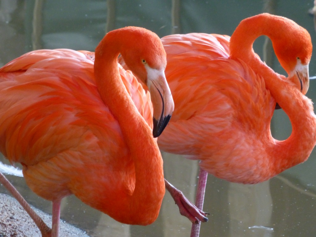Taking respite in the Andean Flamingo House, two mature Caribbeans have discovered their more paternal side of late. 