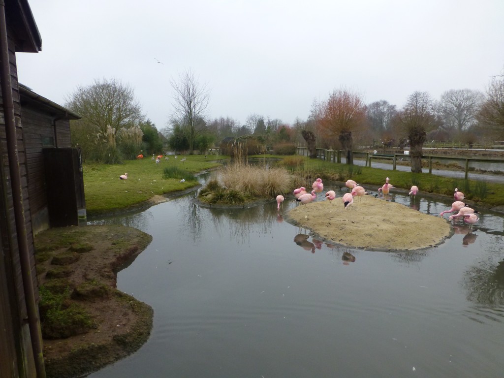 Look in the background... a small group of brown youngsters being tended by two bright pink adults. How very sweet :-) 