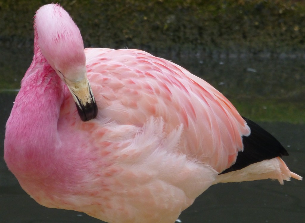 Super pink! A female Andean flamingo at WWT Slimbridge keeps her new feathers in tip-top condition. The Andean flock is dressed in a very bright set of feathers at the moment.