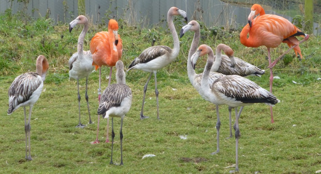 With their bright orange babysitters. The class of 2014 is in safe hands (wings?) in the Andean Pen.