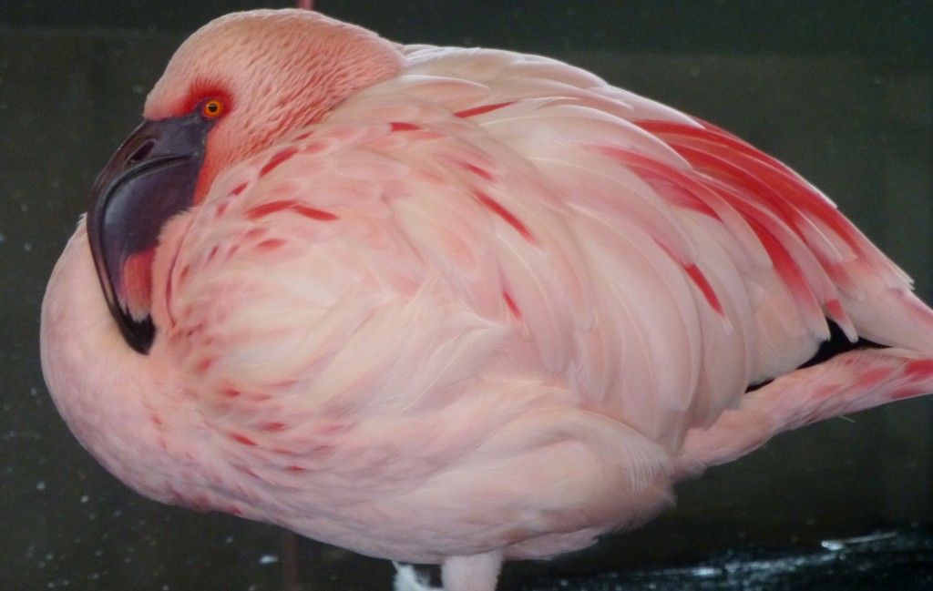 Look at my red bits! A male lesser flamingo shows off his dark bill and long red plumes. Like the Andeans, this flock has also appeared dressed in their best for the coming spring.