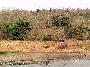 Lapwing preen on the icy lake as grey herons jostle for nesting space in the hedge above