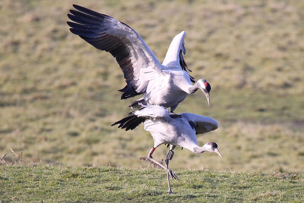 cranesmating2royshilham