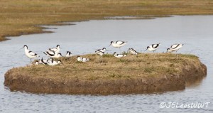 Avocets-web-march-2015