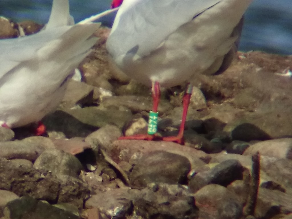Med Gull ring