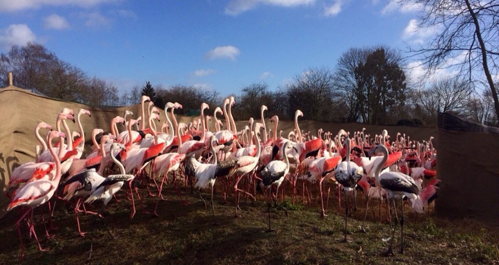 The flock is gently moved into the corral, where birds will be picked up and handled for ringing and health checks. This method minimises stress as birds are never without a friend.