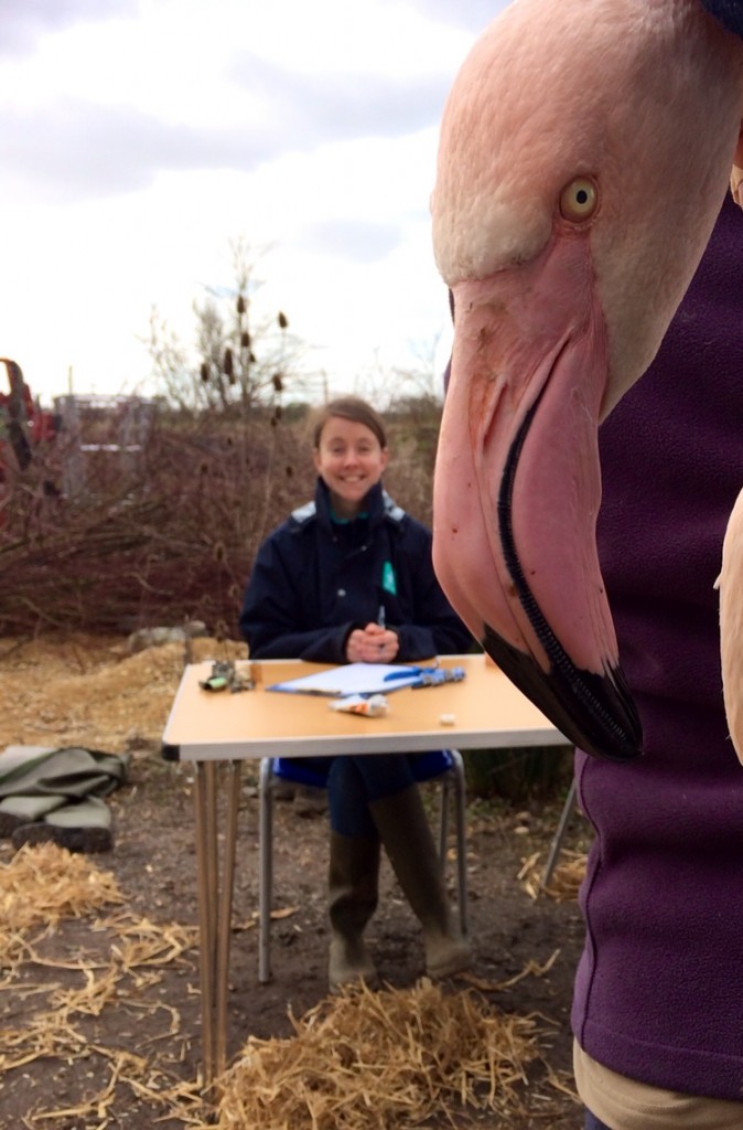 Birds pass down a line of WWT staff at various stations for ringing, microchipping, sexing and health checking. Phil, at the end of the line weighs each bird before release. 