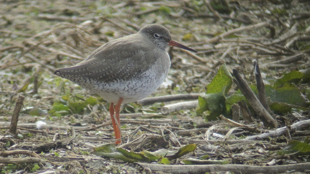 Plenty of Redshank back on the reserve (T. Disley)